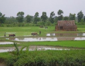 farmer-yewint-thu1