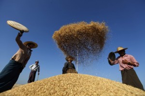 Farmers scatter rice to clean it after collection from a field at Naypyitaw