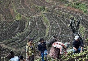 ကခ်င္ေတာင္ေပၚစိုက္ခင္း တခုအား ေတြ႔ျမင္ရစဥ္