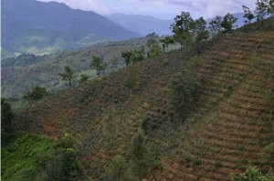 Tea Trees in Shan