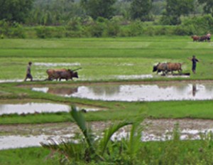 farmer1