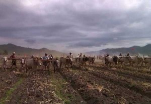 လယ္သမားမ်ား ထြန္တံုးတိုက္ပဲြ ျပဳလုပ္ေနစဥ္ (ဓာတ္ပံု - ကိုဟန္၀င္းေအာင္)