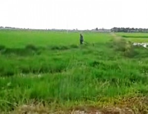 farmer