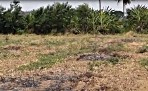 Nay Pyi Land confiscation copy