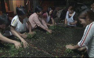 Tea Picking 2 copy