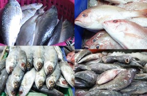 fish