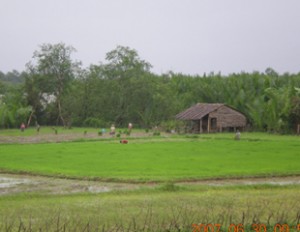 paddy