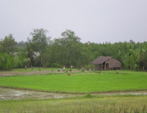 farmer 2 (yewint thu)