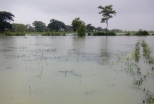 ၾသဂုတ္လက ဧရာ၀တီတိုင္းရွိ လယ္ေျမမ်ား ေရနစ္ျမဳပ္ ပ်က္ဆီး