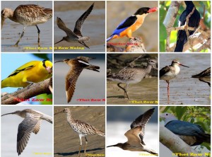 Bird Foto