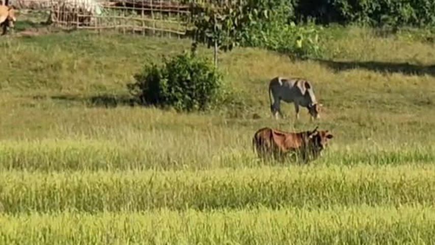 ကျောက်ဖြူကစစ်ရှောင်များ၏ စပါးများကို စစ်တပ်ကရိတ်ပြီး ကျွဲနွားများကို ရောင်းစားနေ