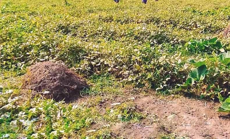 လေးမျက်နှာတွင် စစ်ရှောင်အမျိုးသမီး ၂ ဦး မိုင်းနင်းမိပြီး ၁ ဦး သေဆုံး