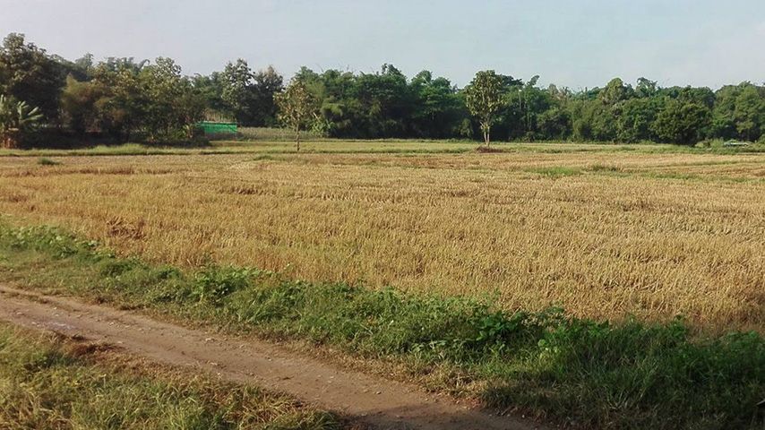 ရေဖြူကျေးရွာ လယ်ကွင်းနှင့် တောစပ် (Photo: Myat Thu)