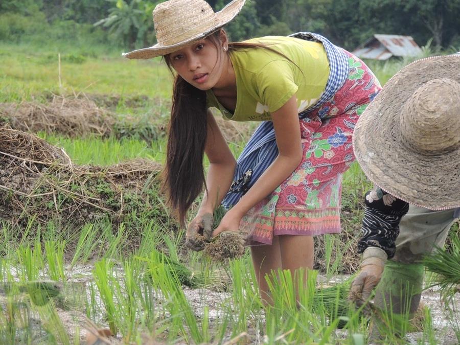 ကဗ်ာေရးသည့္ ထိုင္းလယ္သူမေလး လူမႈကြန္ရက္တြင္ ေရပန္းစား