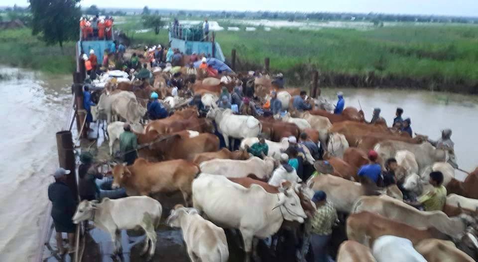 မင္းဘူး ခ႐ုိင္ ေရႀကီးေရလွ်ံ၊ ေဒသခံႏွင့္တိရစာၦန္မ်ား ေျပာင္းေရႊ႕မႈ ျမင္ကြင္း (ဓာတ္ပုံ)