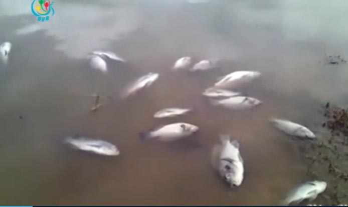 ေတာင္သမန္အင္းတြင္ ငါးအမ်ားအျပား ထပ္မံေသဆုံး