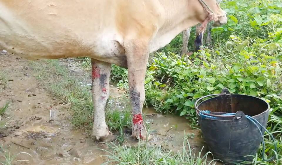 ဟသၤာတ ၿမိဳ႕နယ္အတြင္း ေရနစ္ျမဳပ္္ေက်းရြာမွ ႏြားအခ်ဳိ႕ ေရနာမိ၍ ေသဆုံး (ဓာတ္ပုံ)