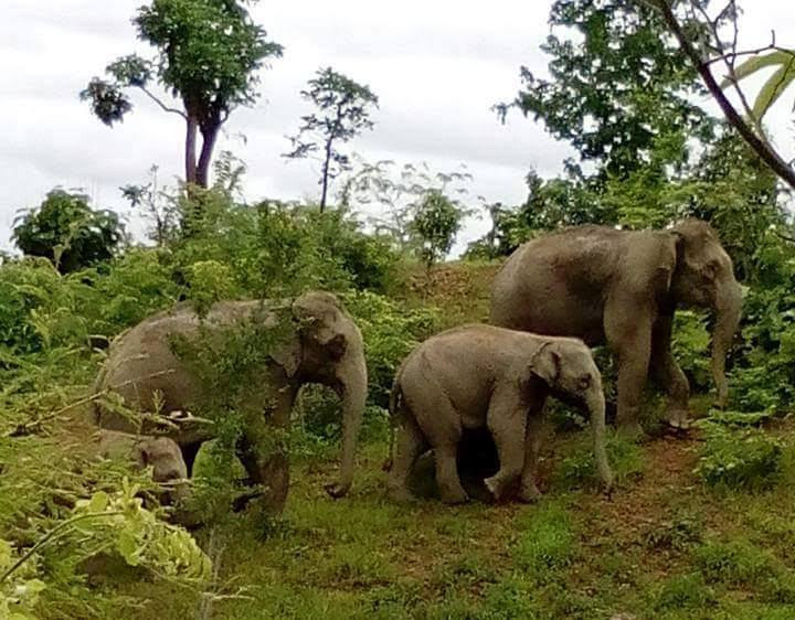 ေတာဆင္႐ုိင္း ၆ ေကာင္ ပုပၸါးဘက္ ထြက္သြားေန