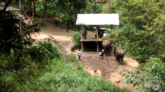 မုန္ယိုေနသည့္ ဆင္ေပၚမွ ကမၻာလွည့္ခရီးသည္ ၃ ဦးကို ေဘးကင္းစြာ ကယ္တင္