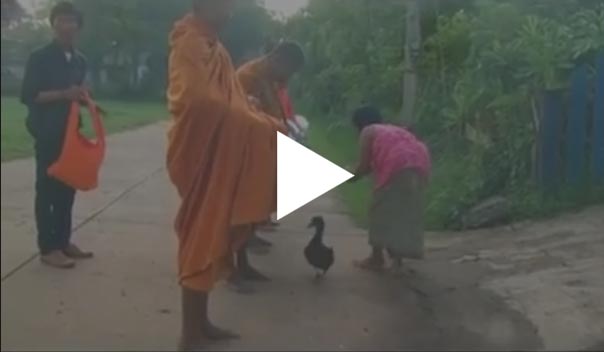 သံဃာေတာ္မ်ားႏွင့္အတူ ဆြမ္းခံထြက္သည့္ ဘဲကေလး (႐ုပ္သံ)