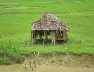 ​ေကာ့​မႉး​ လယ္သူမ၏လယ္​ေျမ ဖ်က္ဆီး​ခံရ