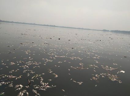 ေတာင္သမန္အင္းတြင္ ငါးအေျမာက္အျမား ထပ္မံေသဆံုး