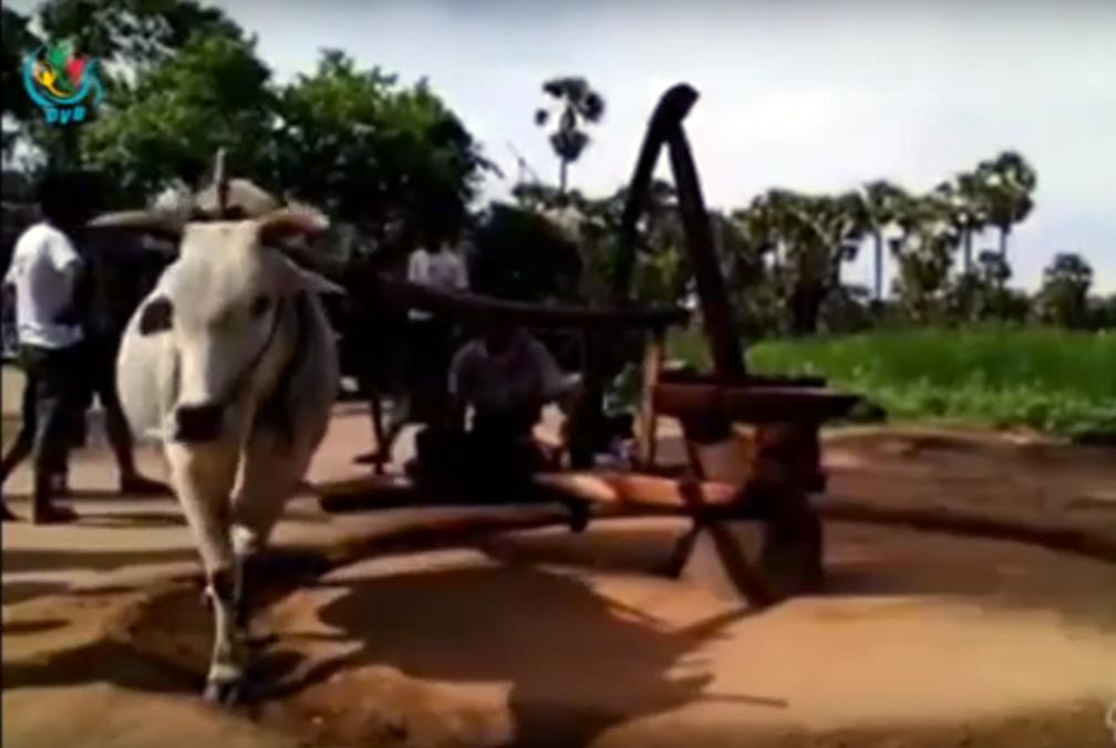 ႏြားအသံုးျပဳသည့္ ေက်းလက္သံုး ဆီႀကိတ္ဆံု (႐ုပ္သံ)