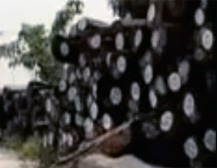 ပဲခူးရိုးမမွာ ကၽြန္းသစ္မ်ားကို သစ္ေတာအရာ႐ွိမ်ားက ခိုးထုတ္