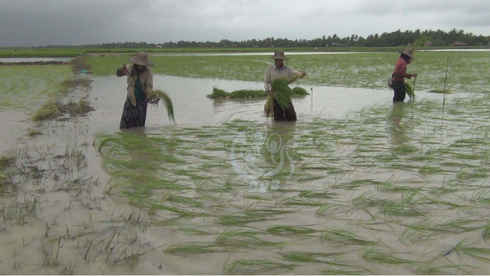 ေရႀကီးပ်က္စီးသြားသည့္ လယ္ဧကထက္၀က္ေက်ာ္ခန္႔ ျပန္လည္စိုက္ပ်ိဳးနိုင္
