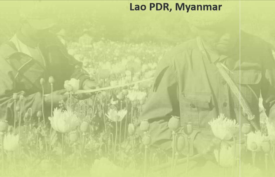 ျမန္မာ့ဘိန္းစိုက္ပ်ဳိးထုတ္လုပ္မႈ တည္ၿငိမ္ေန