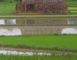 ဧရာဝတီတိုင္း​တြင္ ဆည္​ေရ​ေဖာက္ခ်သျဖင့္​ လယ္ဧကနွစ္​ေသာင္း​ဝန္း​က်င္ ​ေရနစ္ျမုပ္