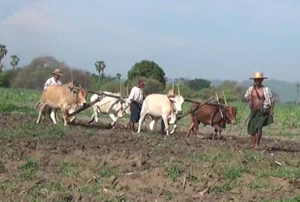 လယ္ယာေျမလုပ္ပိုင္ခြင့္ မွတ္ပံုတင္လုပ္ငန္းမ်ားၿပီးလွ်င္ ေျမခြန္တိုးျမႇင့္ေကာက္မည္