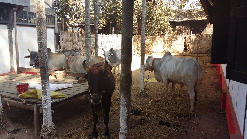 တရားမဝင္ ႏြားေမွာင္ခိုကုန္သည္မ်ားကို ဖမ္းဆီး