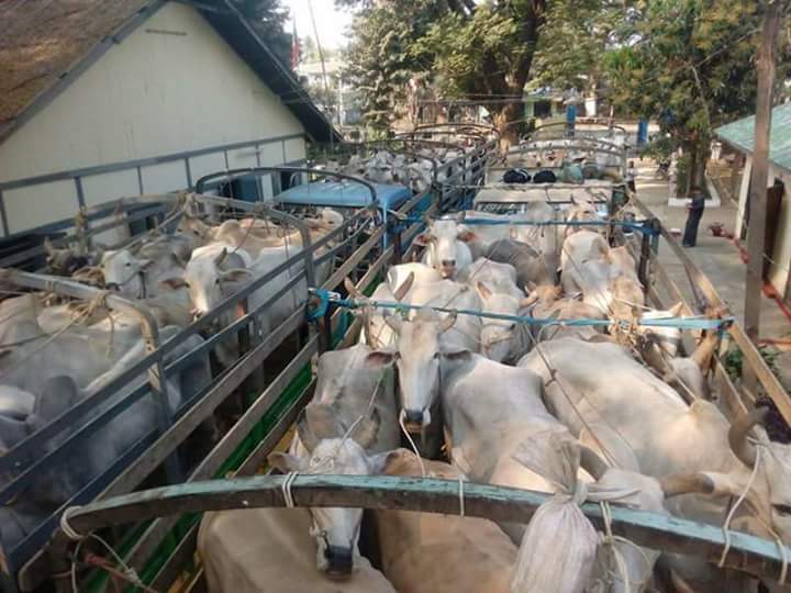 လက္ပံလွတြင္ တရားမ၀င္ တင္လာသည့္ ႏြား ၅၆ ေကာင္ ဖမ္းမိ