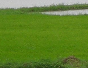 ကံမလယ္သမား​မ်ား​ စြဲဆိုသည့္​အမႈ ပယ္ခ်ခံရ