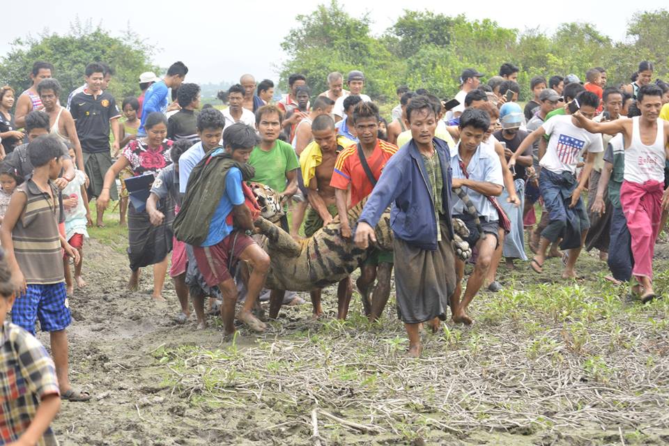 ေကာ့ကရိတ္ေဒသခံ ၂ ဦးအား ကိုက္သြားသည့္ ကား်ကို အေသပစ္ခတ္ဖမ္းဆီး (ဓာတ္ပံု)