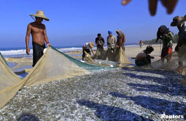 ျမန္မာ့ေရျပင္တြင္ ငါးသယံဇာတ အလြန္အမင္း ေလ်ာ့နည္းက်ဆင္းလာ