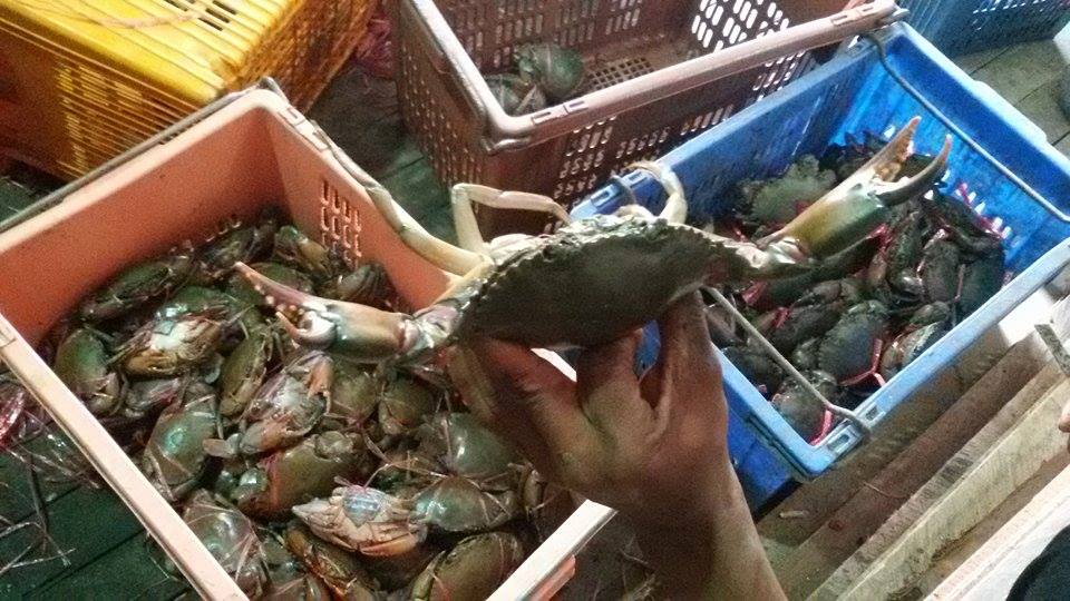 ၿမိတ္ကၽြန္းစုေဒသထြက္ ဂဏန္းမဲမ်ား တ႐ုတ္အ၀ယ္လိုက္၍ ေစ်းေကာင္းရ
