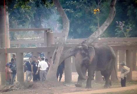 ျမန္မာေရႊ႕ေျပာင္းအလုပ္သမား ၁ ဦး ဆင္တိုက္ခိုက္ခံရ၍ ေသဆံုး