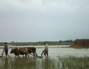 ဆန္စပါး​မူဝါဒမ်ား​ ​ေျပာင္း​ရန္ တင္ျပမည္