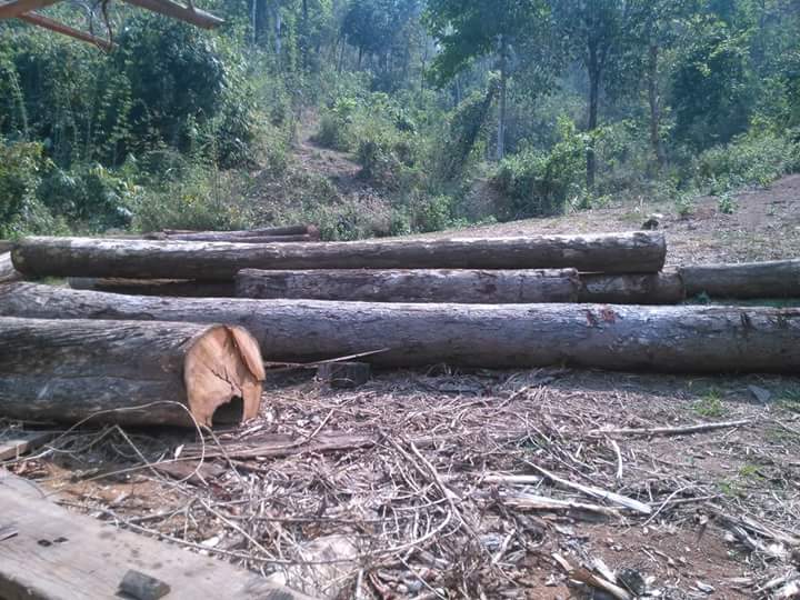 ေကာလင္းၿမိဳ႕နယ္တြင္ တရားမဝင္ သစ္စက္ႏွင့္သစ္မ်ား ပုိင္ရွင္မဲ့ဖမ္းမိ
