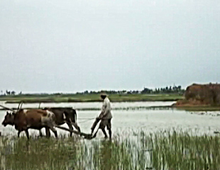 မနၱ​ေလး​တြင္ လယ္​ေျမ​ေဈး​ကစား​သူမ်ား​ အထိနာ