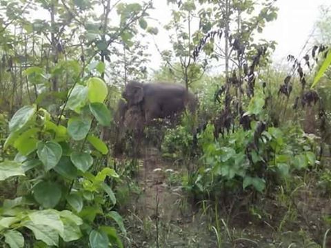 ပဲခူး႐ုိးမတြင္ အဆိပ္လူးျမား ပစ္ခတ္ခံထားရသည့္ ေတာင္ဆင္႐ုိင္း ၁ ေကာင္ ေတြ႔ရွိ