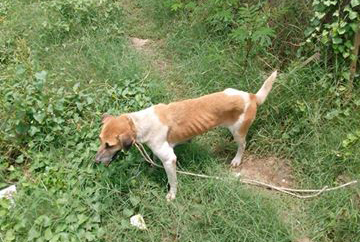 မုံရြာတြင္ လူအေယာက္ ၂၀  ေခြး႐ူးကုိက္ခံရ