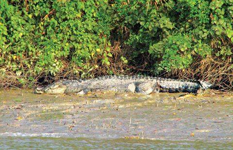ဘိုကေလးတြင္ အမ်ဳိးသမီးတဦး မိေက်ာင္းကိုက္ခံရ၍ ေသဆံုး