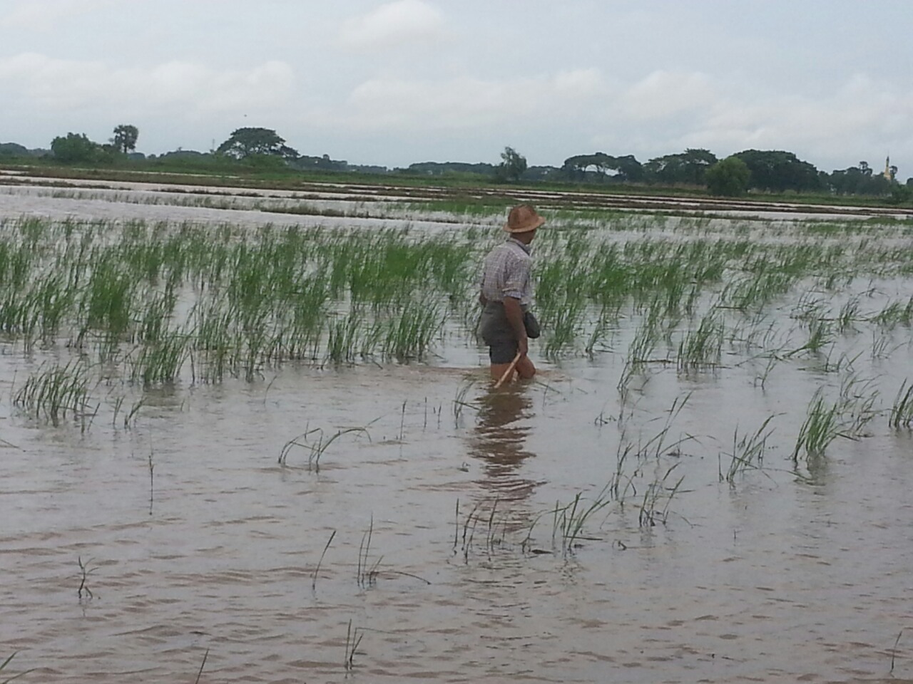 မိုးသန္းထည္စြာရြာသြန္းမႈေၾကာင့္ လွည္းကူးတြင္ လယ္ေျမမ်ားႏွင့္ အိမ္မ်ား ေရနစ္ျမဳပ္