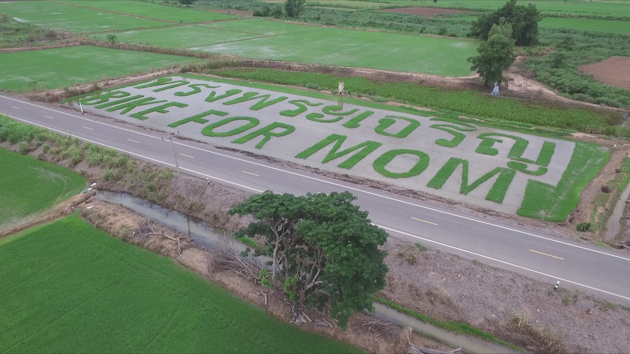 ထိုင္းဘုရင္ႀကီးႏွင့္ မိဖုရားႀကီး ေမြးေန႔အတြက္ စပါးခင္းကို ပံုေဖာ္ဆုေတာင္း (ဓာတ္ပံု)