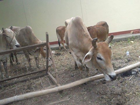 ယင္းမာပင္ၿမိဳ႕နယ္တြင္ ႏြားမ်ား တရားမ၀င္တင္ေဆာင္လာသည့္ကား ဖမ္းမိ