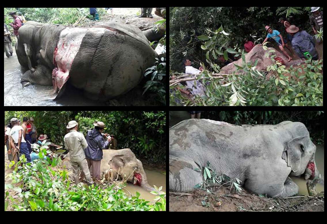 ဂြၿမိဳ႕နယ္တြင္ ေတာဆင္႐ိုင္းတေကာင္ သတ္ျဖတ္ခံရ