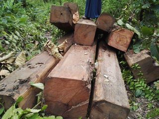 ဗန္းေမာက္တြင္ တရားမဝင္ တမလန္းသစ္မ်ား ဖမ္းမိ